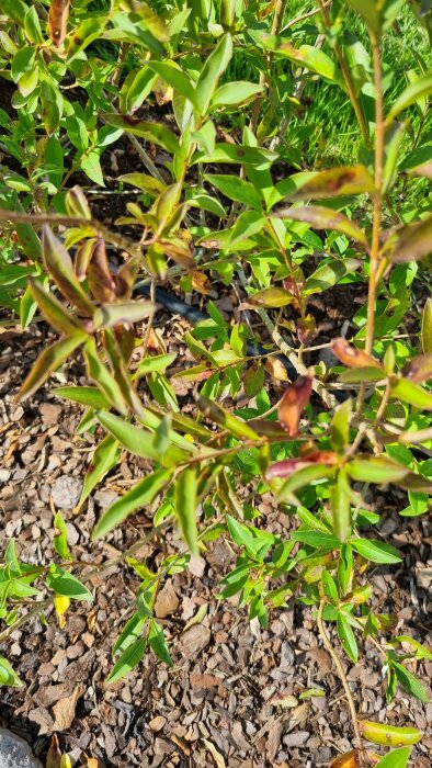 Närbild på vinterliguster med flera blad som har bruna fläckar och tecken på bladfläckssjuka, planterad i barktäckta jorden.