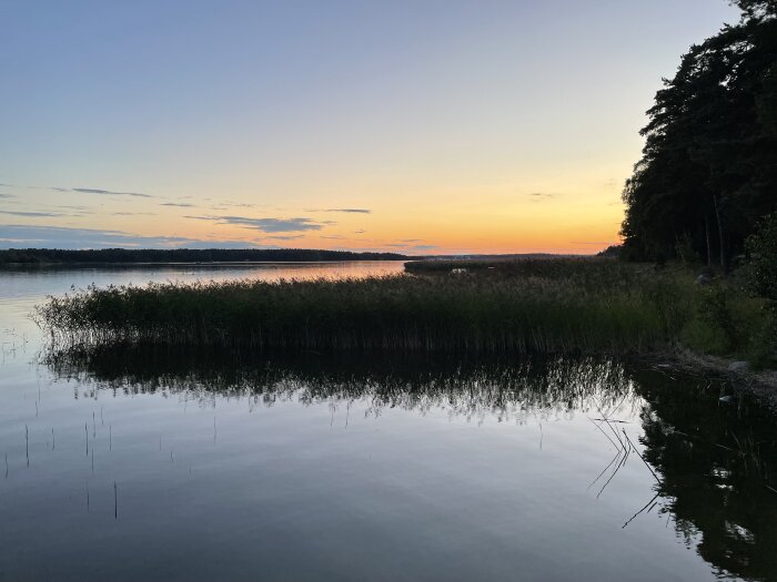 Solnedgång över en sjö med vass i förgrunden och en skog längs högerkanten.