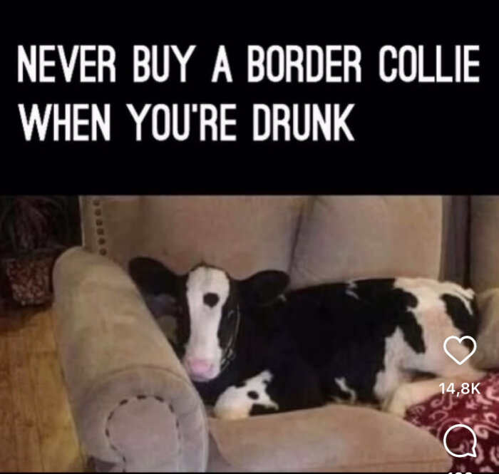 Texten "Never buy a Border Collie when you're drunk" ovan en ko som ligger i en fåtölj.