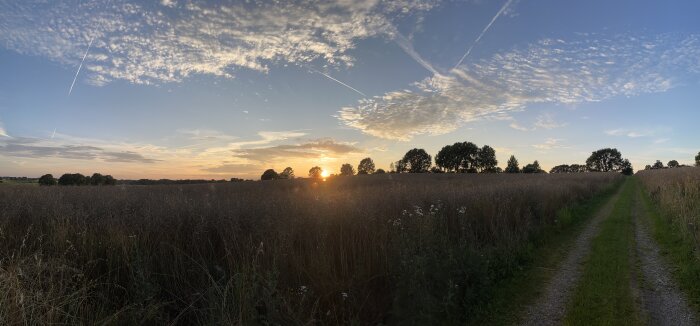 Panoramabild av en solnedgång över ett fält med träd längs horisonten, moln spridda på himlen och en grusväg till höger i bild.