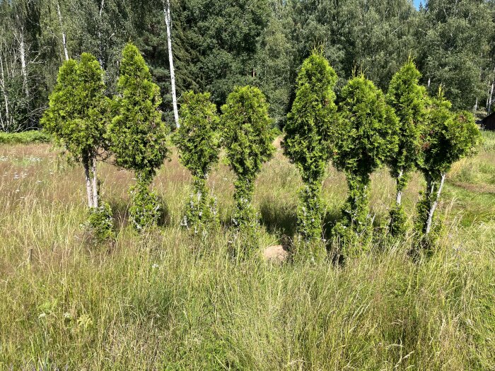 Åtta unga tujor står i en rad på en gräsyta, omgivna av högvuxet gräs och en bakgrund av skog.