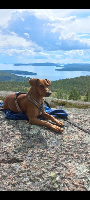 En hund med sele sitter på en sten med en sjö och skog i bakgrunden täckt av molnig himmel.