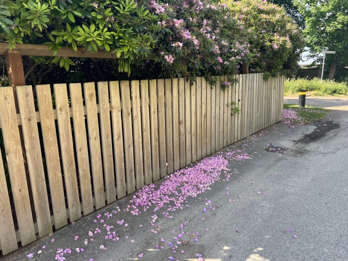 Trästaket med plank och blommande buskar ovanför, blomblad har fallit på marken bredvid staketet.