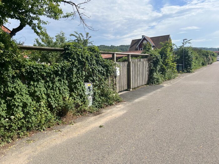 Trästaket och plank längs en asfalterad väg, täckta av gröna klängväxter, med hus och träd i bakgrunden en solig dag.