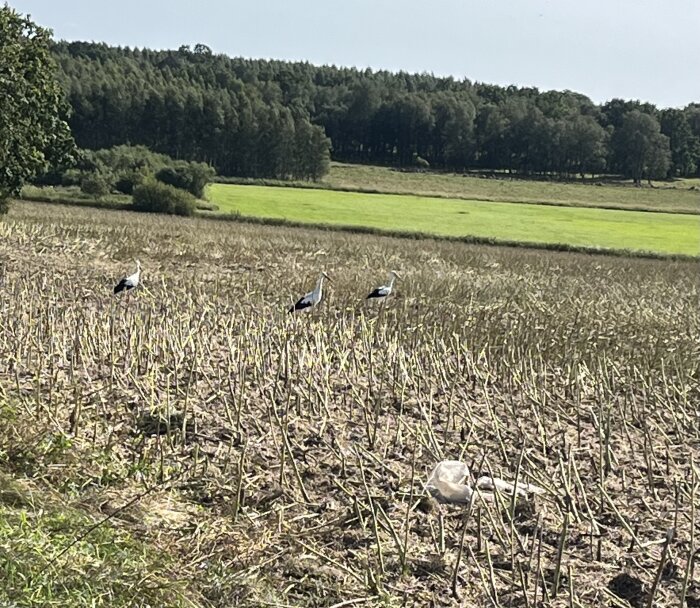 Sex storkar på en skördad åker med en skogsdunge i bakgrunden.