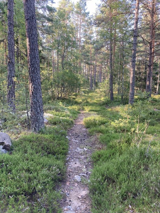 En smal stig som går genom en tät skog med träd, buskar och gröna växter på marken. Stigen leder bort till ett osynligt mål i fjärran.