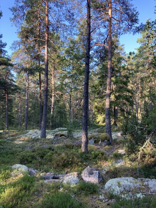 Tallskog med mossa på marken, klippor och lågt liggande grönska under en klarblå himmel.