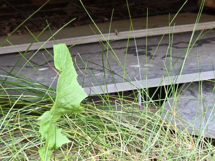 Grå plattor med sprickor ligger under en kolonistuga, omgivna av gräs och ett grönt blad i förgrunden.