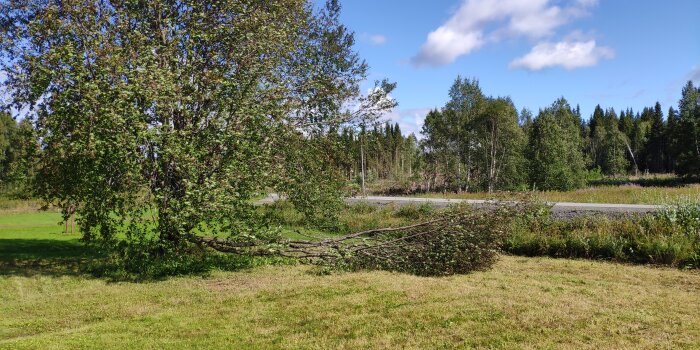 En stor gren har brutits av från ett träd och ligger på marken bredvid en väg, omgiven av en grön gräsmatta och skog.