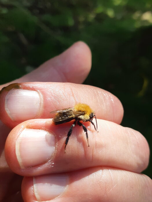 En person håller i en död humla eller bi med fingrarna, utomhus i dagsljus.