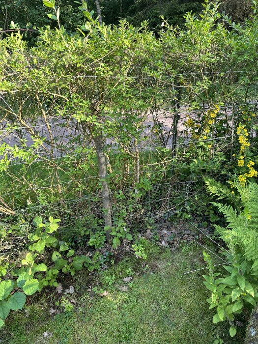 En tät häck med gröna blad som stöds av ett gallerstaket i en trädgårdsmiljö. Bakom häcken syns en väg och skog i bakgrunden.