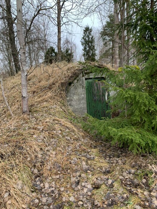 Jordkällare med kraftigt sliten grön dörr, omgiven av träd och gräs samt barrträd. Källaren är delvis överväxt och i behov av renovering.