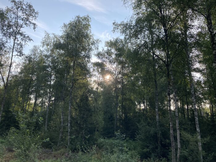 En skog med höga lövträd där solen skymtar genom trädkronorna under en klar himmel.