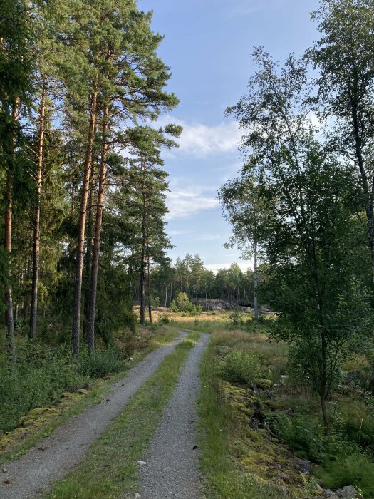 En skogsväg omgiven av höga träd under en klarblå himmel.