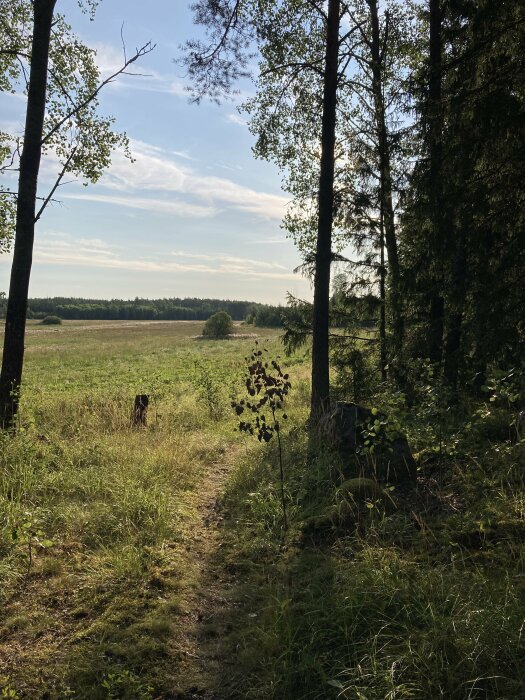 Skogsstig som leder ut mot en solig, öppen äng med skog i bakgrunden, inramad av höga träd.