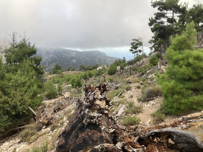 En igenvuxen skogig sluttning med berg i bakgrunden och dimma dränkande den delvis. Nedfallna träd och stubbar synliga bland grönskan.