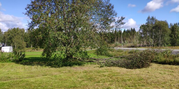 Ett stort träd med flera stammar, varav en har rasat, på en gräsmatta med bakgrund av skog och klar himmel.