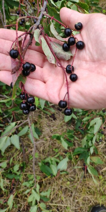 En hand håller en gren från ett träd med små, runda, svarta bär och gröna blad.