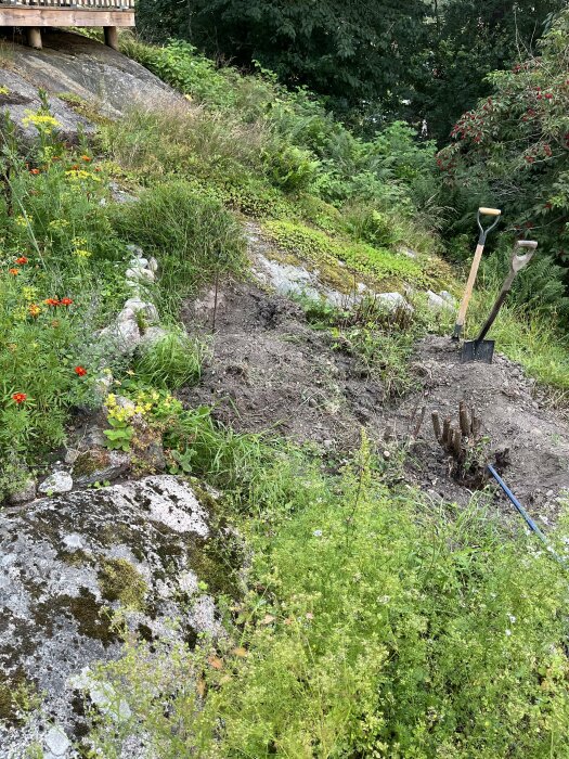 Sluttande tomt med synligt berg och grönska, två spadar står i marken; område planerat för växthusbygge där berg behöver tas bort, enligt inläggstext.