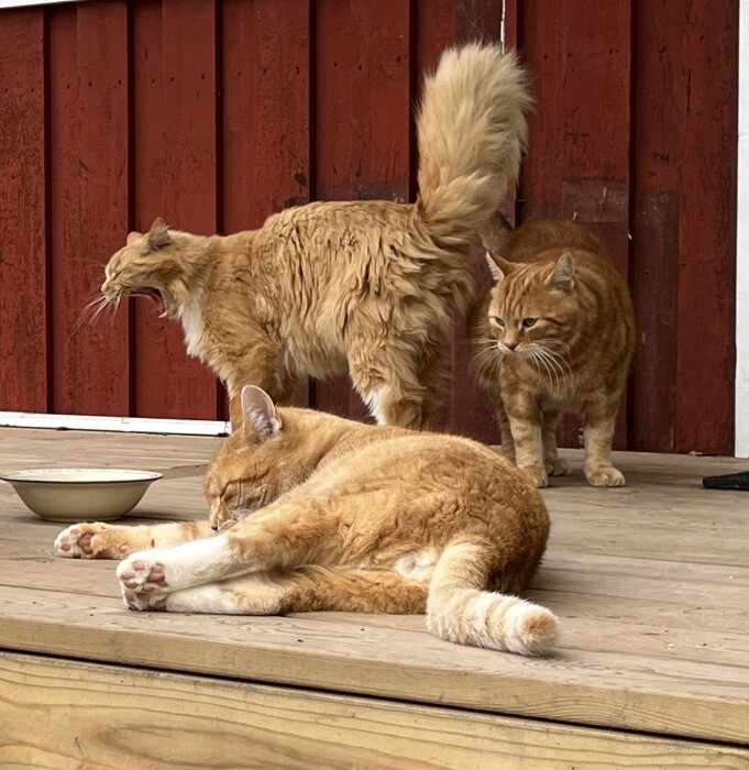 Tre röda katter på en veranda, två sitter och en ligger ned. Bakgrunden visar en omålad del av en träfasad med flagnande röd färg.