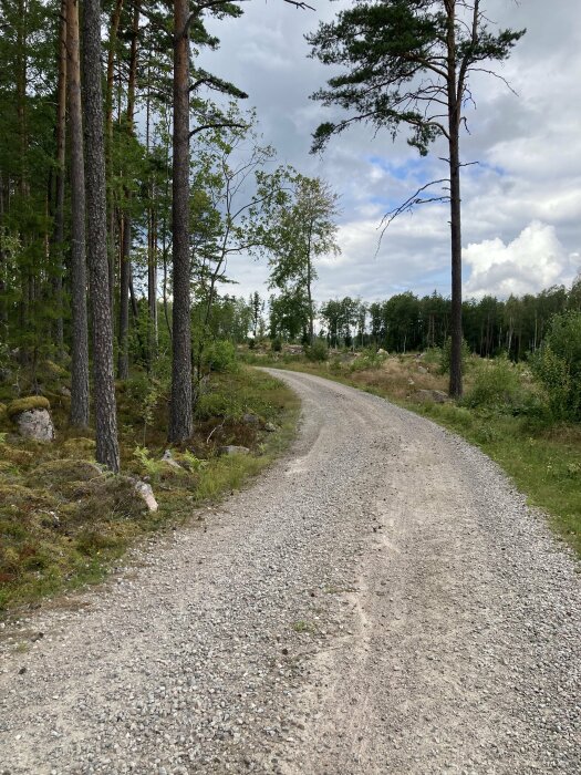 En grusväg slingrar sig genom en granskog under en molnig himmel.