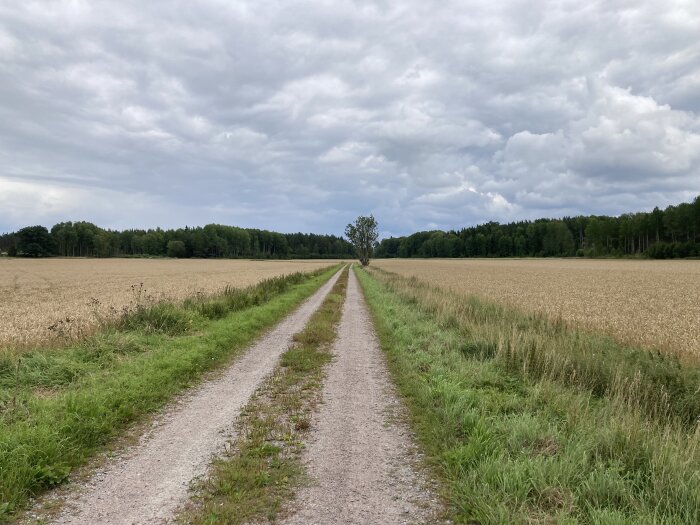 En smal grusväg sträcker sig rakt genom ett landskap med åkrar på båda sidor och en skog i horisonten under en molnig himmel.