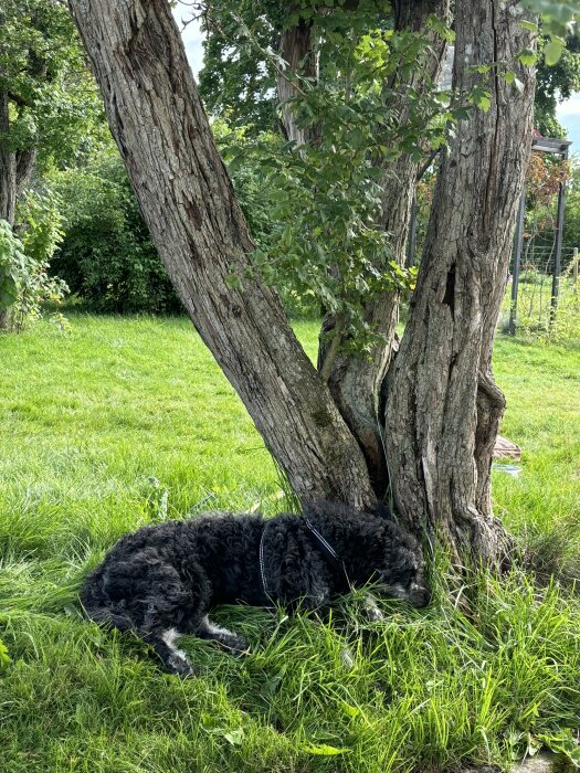 Svart lockig hund ligger vilande i gräset vid foten av ett träd med stamme som delat sig i två. Bakgrunden är frodig grönska.