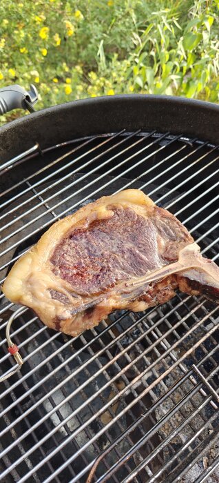 En tjock biff med ett ben grillas på en rund kolgrill utomhus med grönska och gula blommor i bakgrunden.