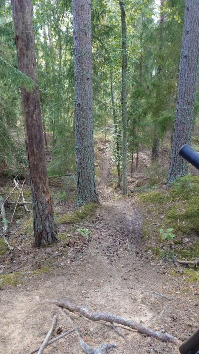 En smal stig genom en skog med höga tallar och gröna barrträd. Marken är täckt av mossa och rötter syns på stigen.