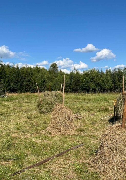 Hässjor med hö upplagda på stolpar i en grön äng nära en skog under en klar blå himmel med vita moln.