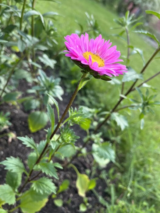 En närbild på en lila asterblomma med gult centrum i en trädgård, omgiven av gröna blad och andra växter.