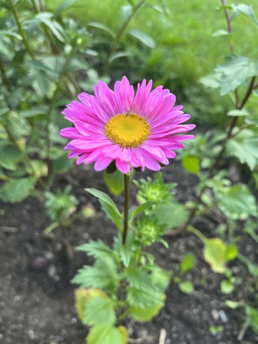 En rosa asterblomma med gult centrum, stående i en trädgård omgiven av gröna växter och jord.