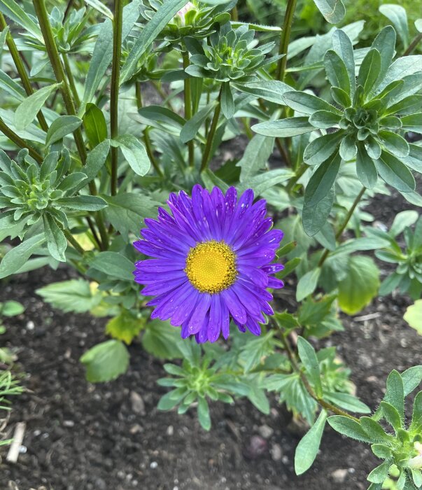 Lila asterblomma med stark gul mitt, omgiven av gröna blad och knoppar.