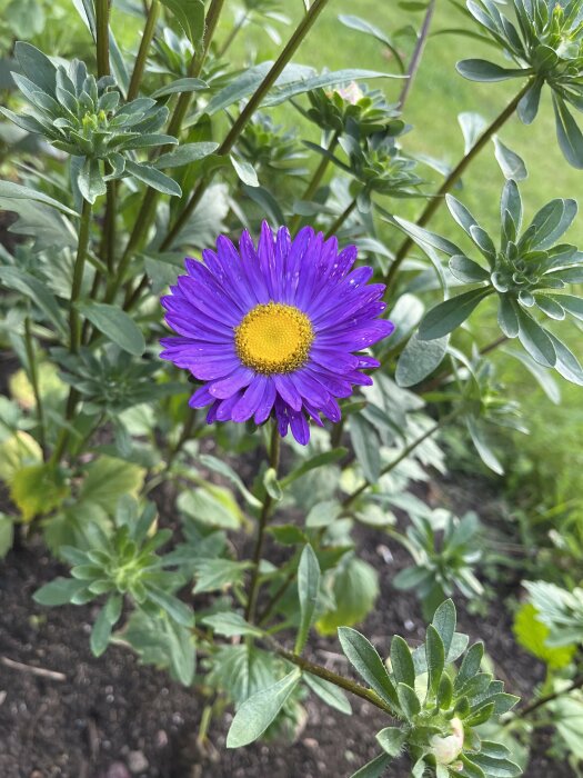 En nära bild på en lila asterblomma med en gul mitt omgiven av gröna blad i en trädgård.