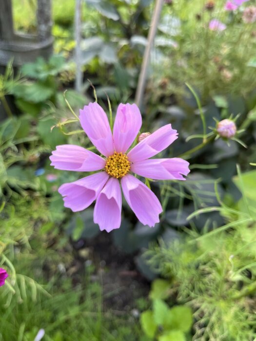 Ljusrosa Rosenskära blomma med gul mitt i en trädgård.