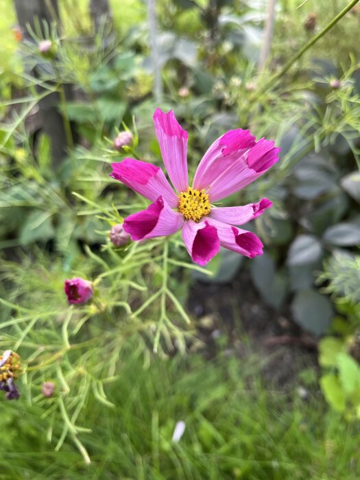 Närbild av en blommande rosa rosenskära med gula ståndare, omgiven av grönskande bladverk i en trädgård.