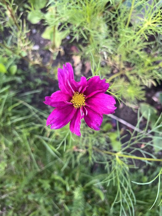 En starkt rosa asterblomma med gula ståndare i mitten, omgiven av gröna blad och gräs i en trädgård.