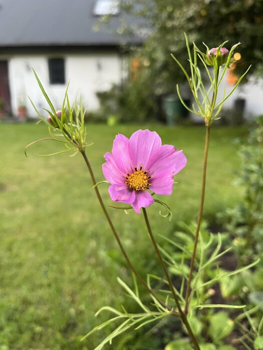 Rosa Rosenskära i trädgård syns i förgrunden med ett vitt hus i bakgrunden.