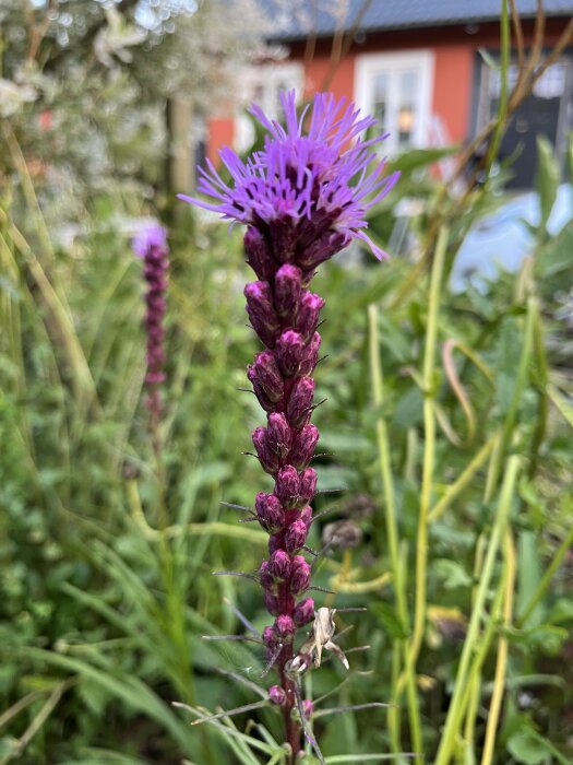 Närbild på ett blommande jättekungsljus med lila blommor i en trädgård. Bakgrunden visar ett hus och grönska.