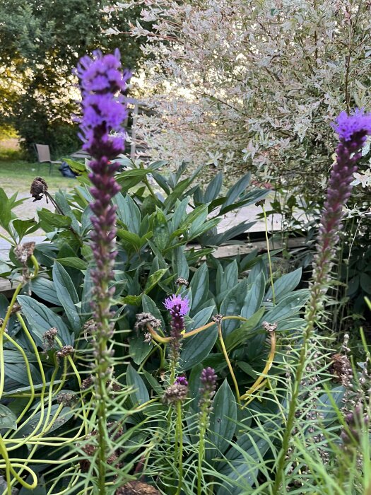 Lila blommor av sorten rosenstavar framför gröna buskar i en trädgård.