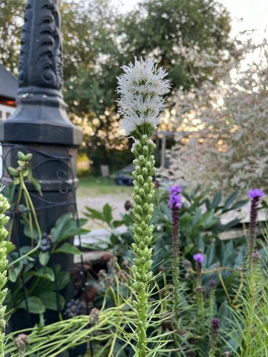 Vit blommande rosenstav (Liatris spicata) i fokus i en trädgård med andra gröna växter och ett järnstaket i bakgrunden.