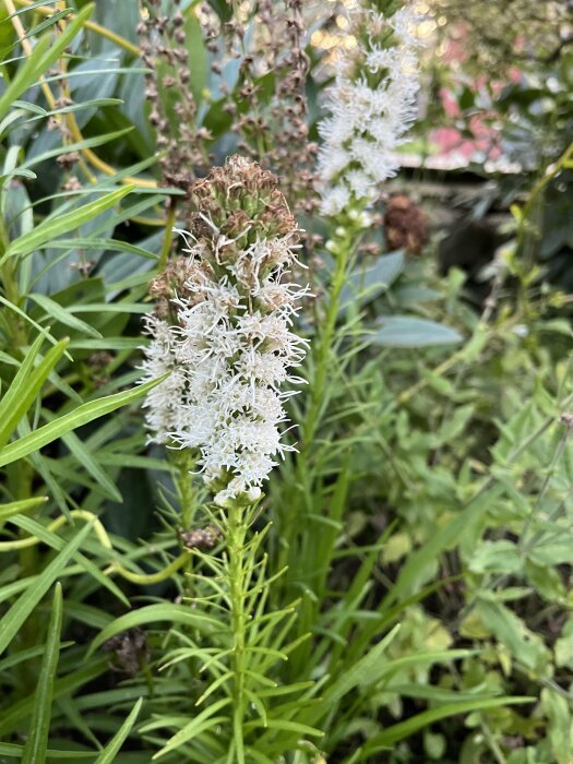 Vit rosenstav blommar bland gröna blad i en trädgård.