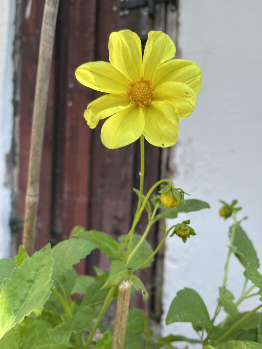 Gul blommande dahlia med knopp på en grön stjälk, placerad framför en vit vägg och en mörkträfärgad dörr i bakgrunden.