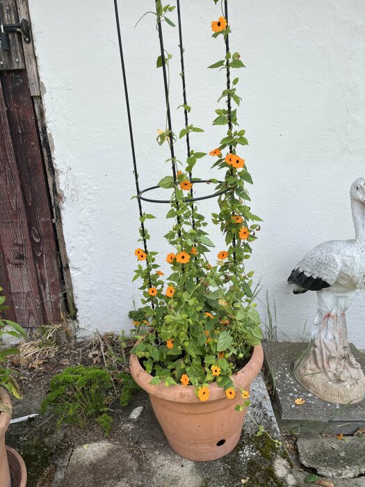 Terrakottakruka med svartöga-växt som blommar med små, orange blommor, placerad bredvid en vit vägg och en trädgårdsdekoration i form av en fågel.