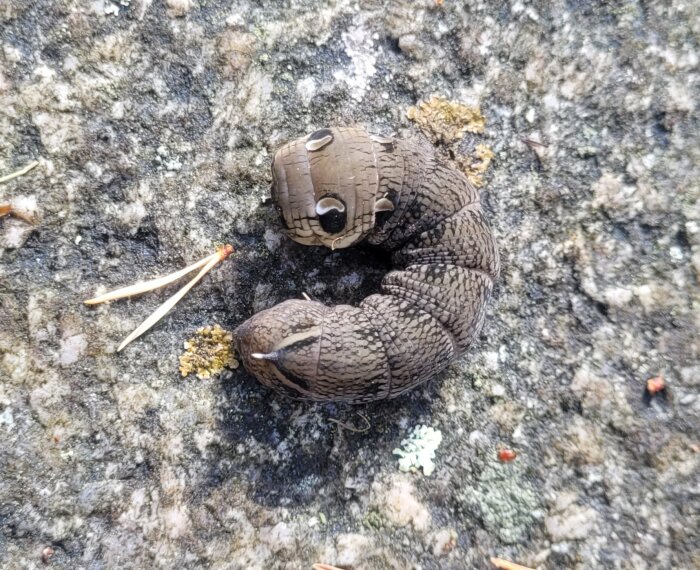 Stor brun larv med grovt segmenterat mönster och en liten tagg längst bak, ligger på gräsmattan. Larven är cirka 1 cm tjock och 6-7 cm lång.