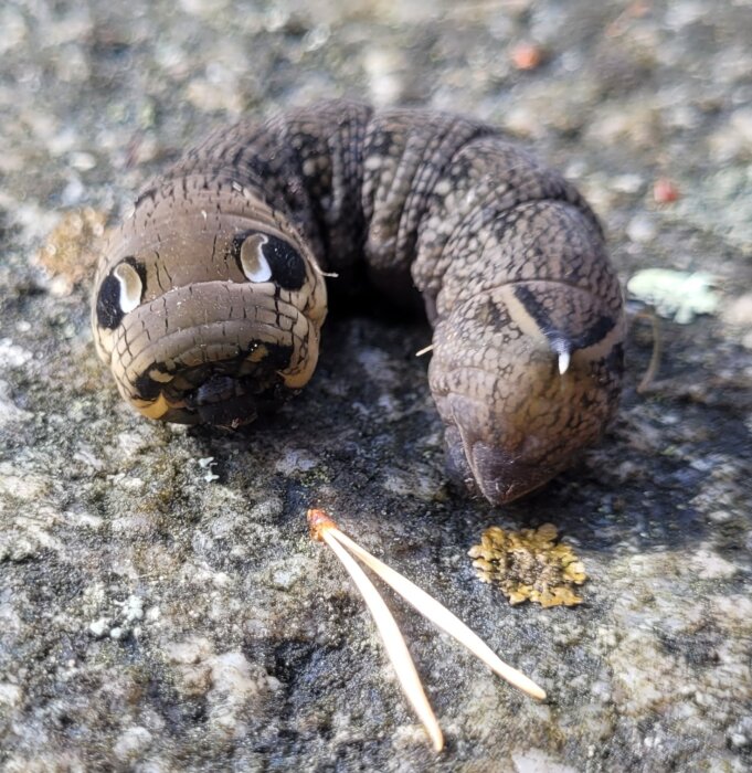 Brunaktig larv, ca 1 cm tjock och 6-7 cm lång med en liten tagg längst bak, på en gräsmatta i Bohuslän.