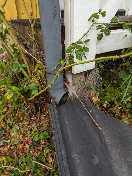 Ett stuprör som har lossnat från sitt fäste vid en veranda. Blommande grenar och växter runt om, skymtar av gult hus och vit veranda.