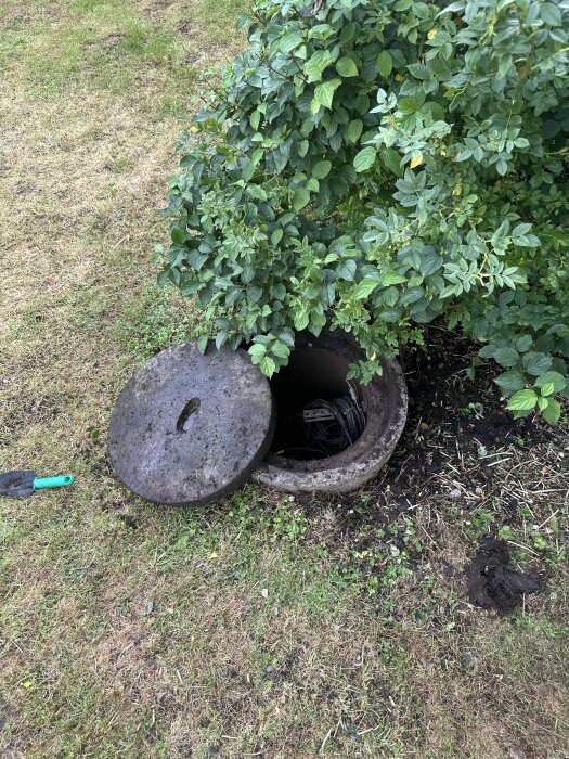 En öppen brunn i en trädgård med avtaget lock bredvid och en buske som växer nära kanten. En liten spade ligger på gräset intill.