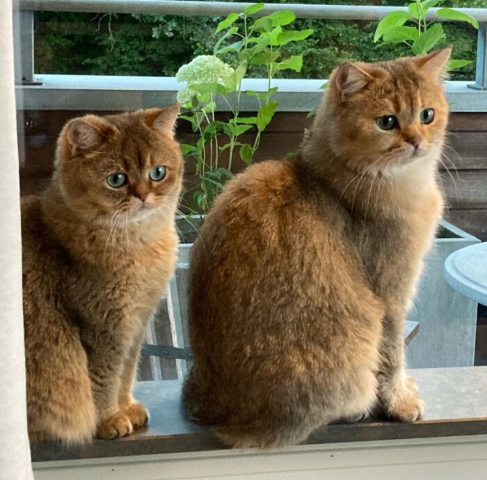 Två bruna katter, Ochi och Flora, sitter på en fönsterbräda; Ochi är pappa till Flora. Utanför fönstret syns gröna växter på en altan.