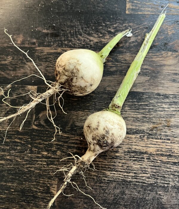 Två stora rättikor med gröna stjälkar och rötter, nyligen skördade, ligger på ett mörkt träbord.